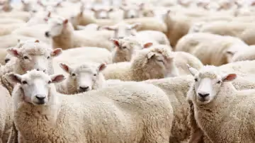 ⁨التجلية في أحكام الأضحية (النسخة الثالثة)⁩