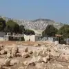 الاحتلال يهدم مساكن فلسطينية في الأغوار